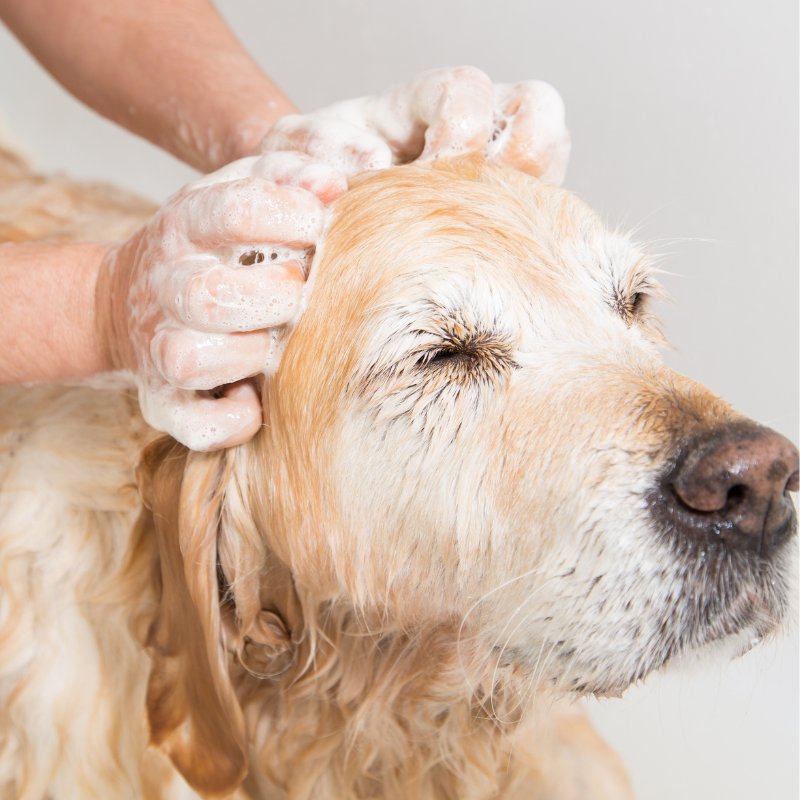 perro lavado champu natural