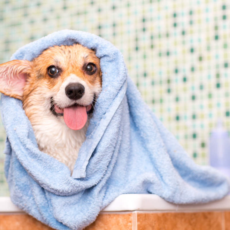  champu suave ph para perros