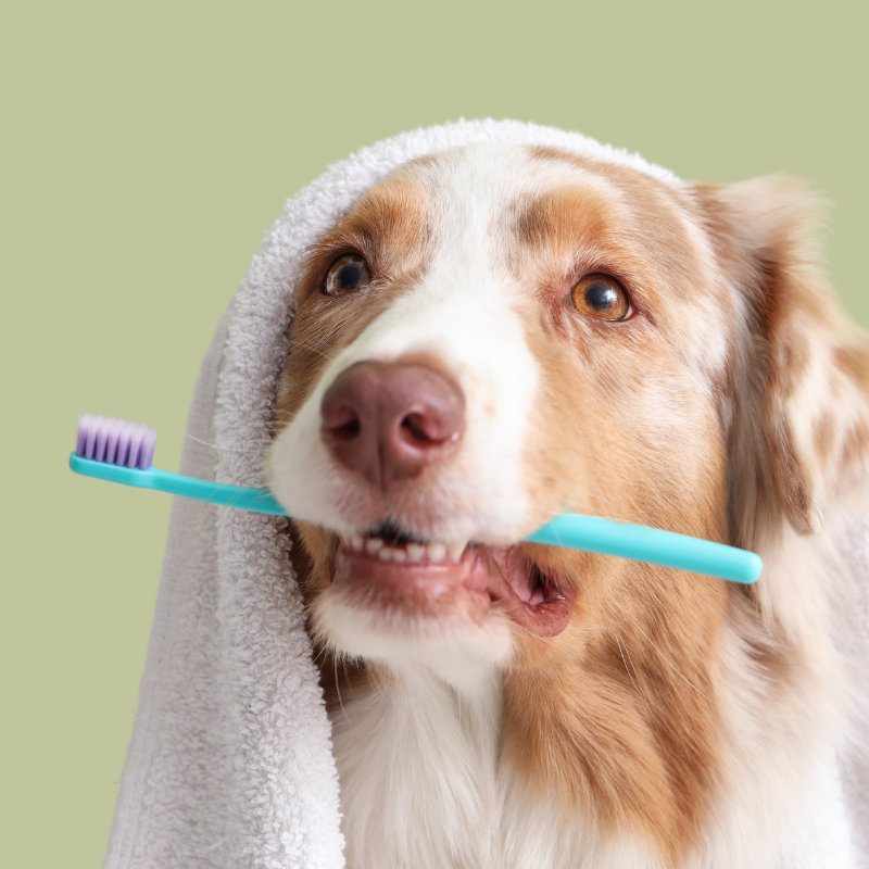 champu alergias perro