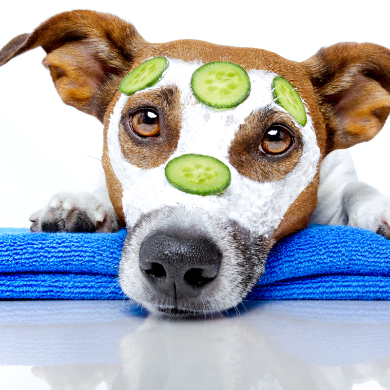 productos higiene vegana perros