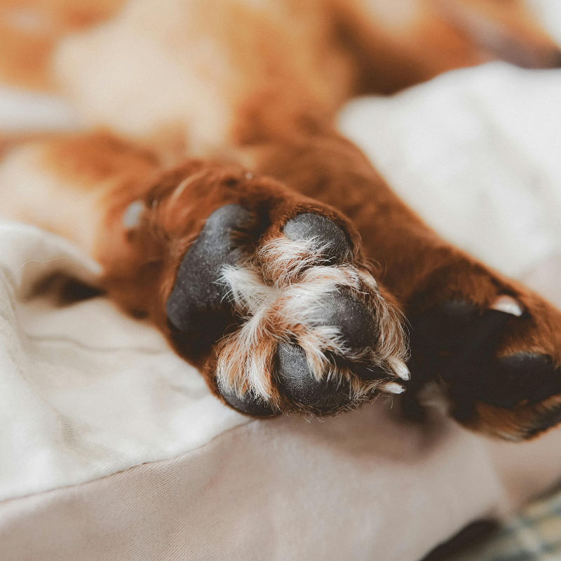 almohadillas perro crema
