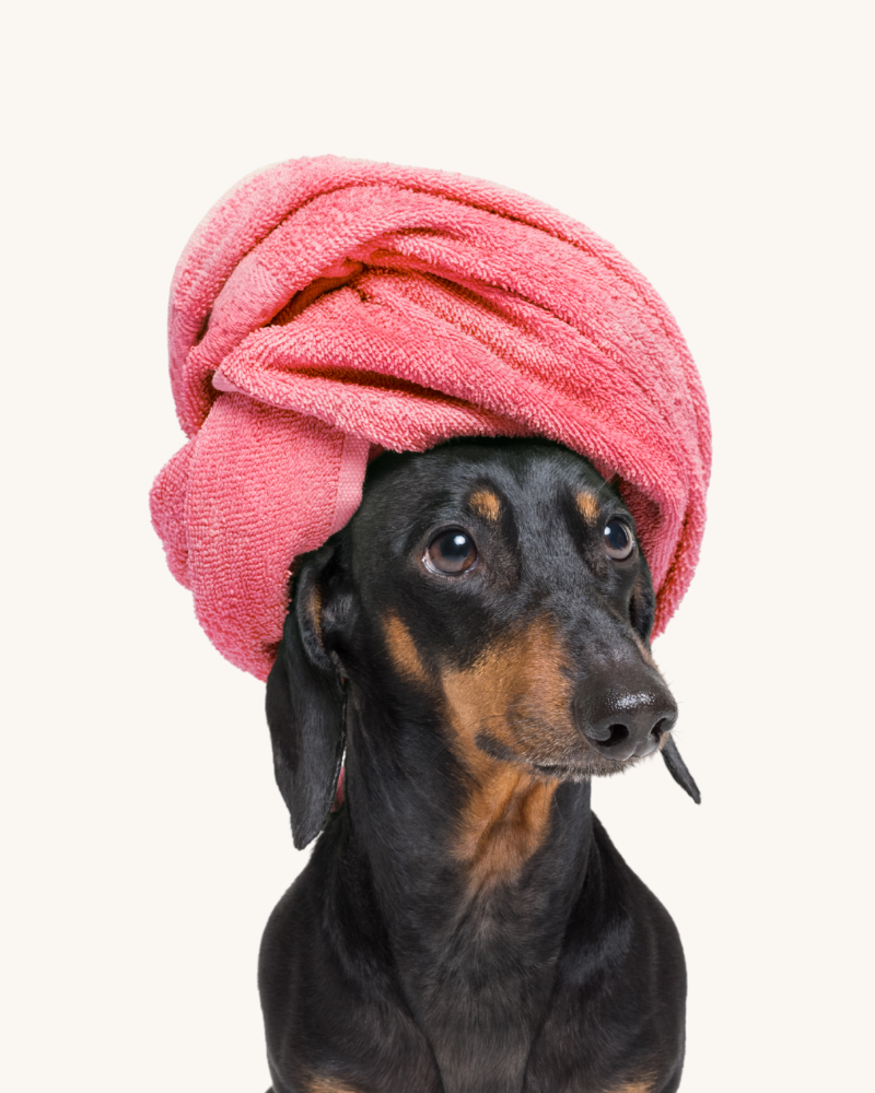 champu natural y organico mascotas