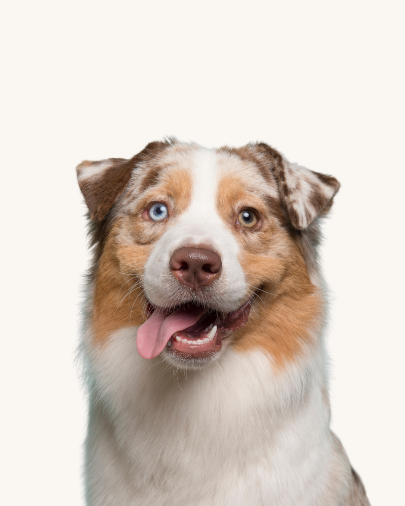 champu nutritivo organico mascotas