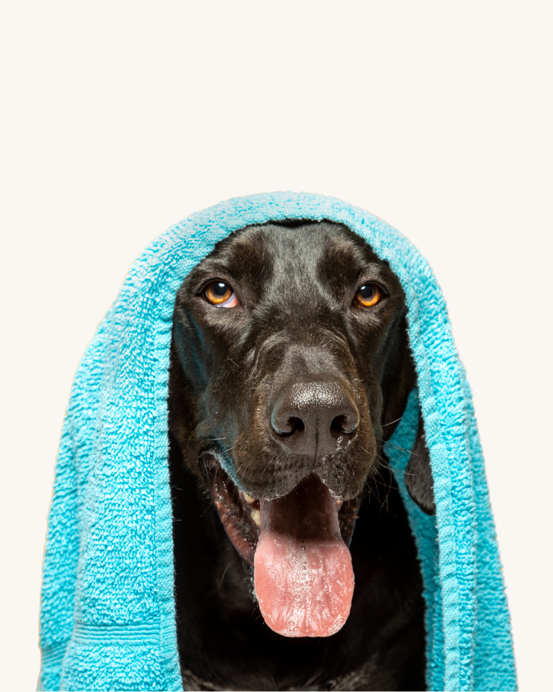 cuidado pelo mascota