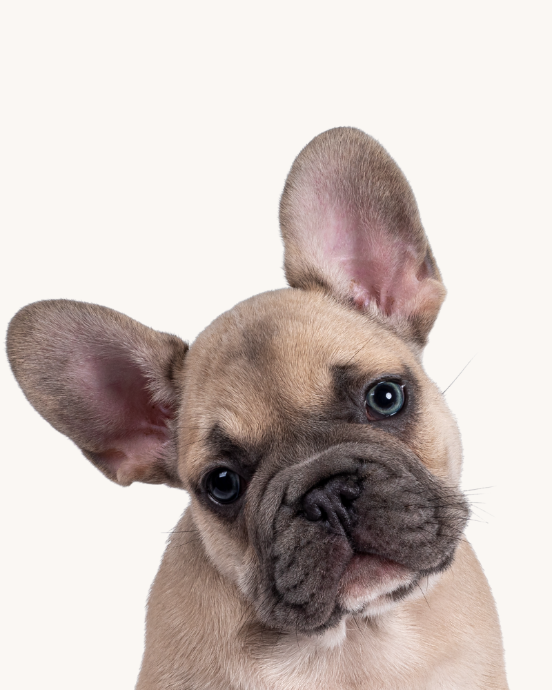 cuidado piel mascotas 