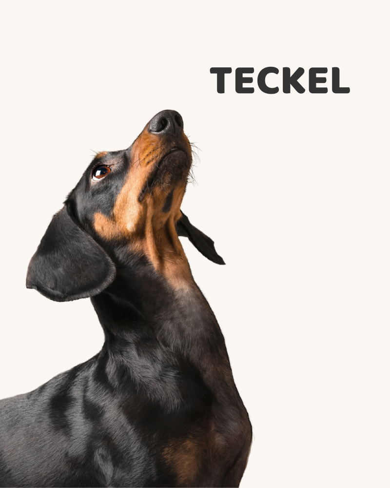 Teckel. Terco, adorable y dictador