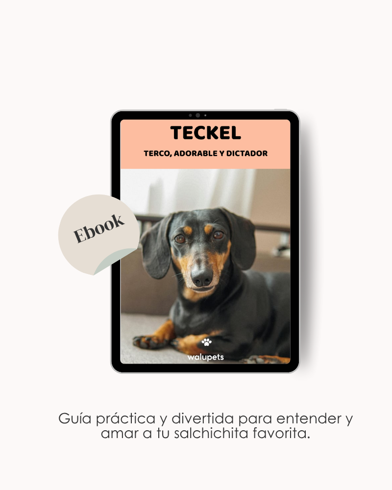 Teckel. Terco, adorable y dictador