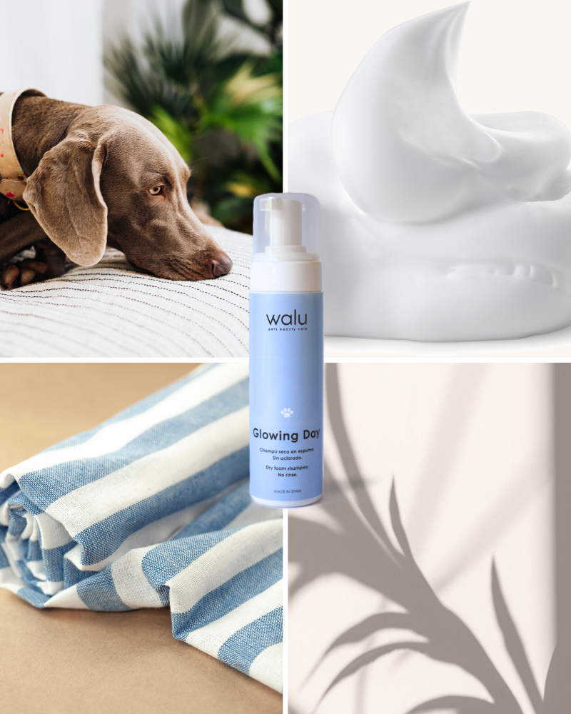 Champú seco en espuma