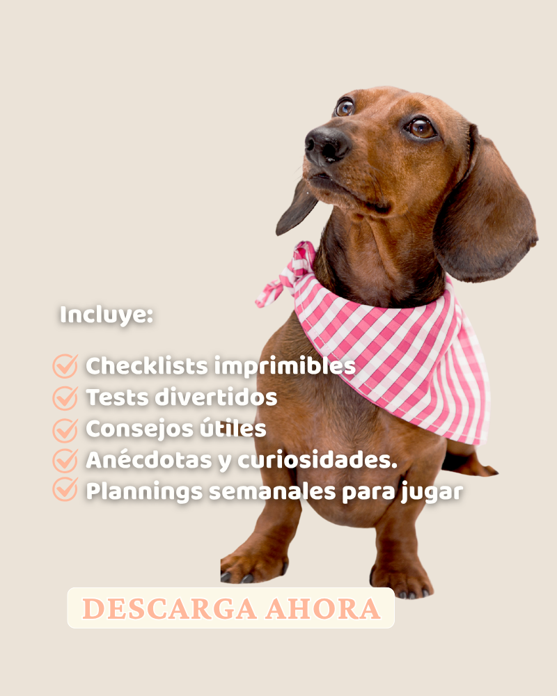 Teckel. Terco, adorable y dictador