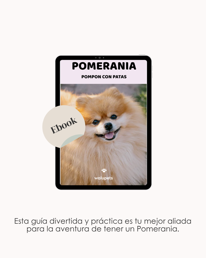 Pomerania. Pompon con patas