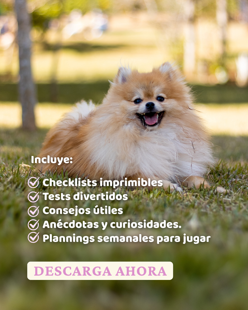Pomerania. Pompon con patas