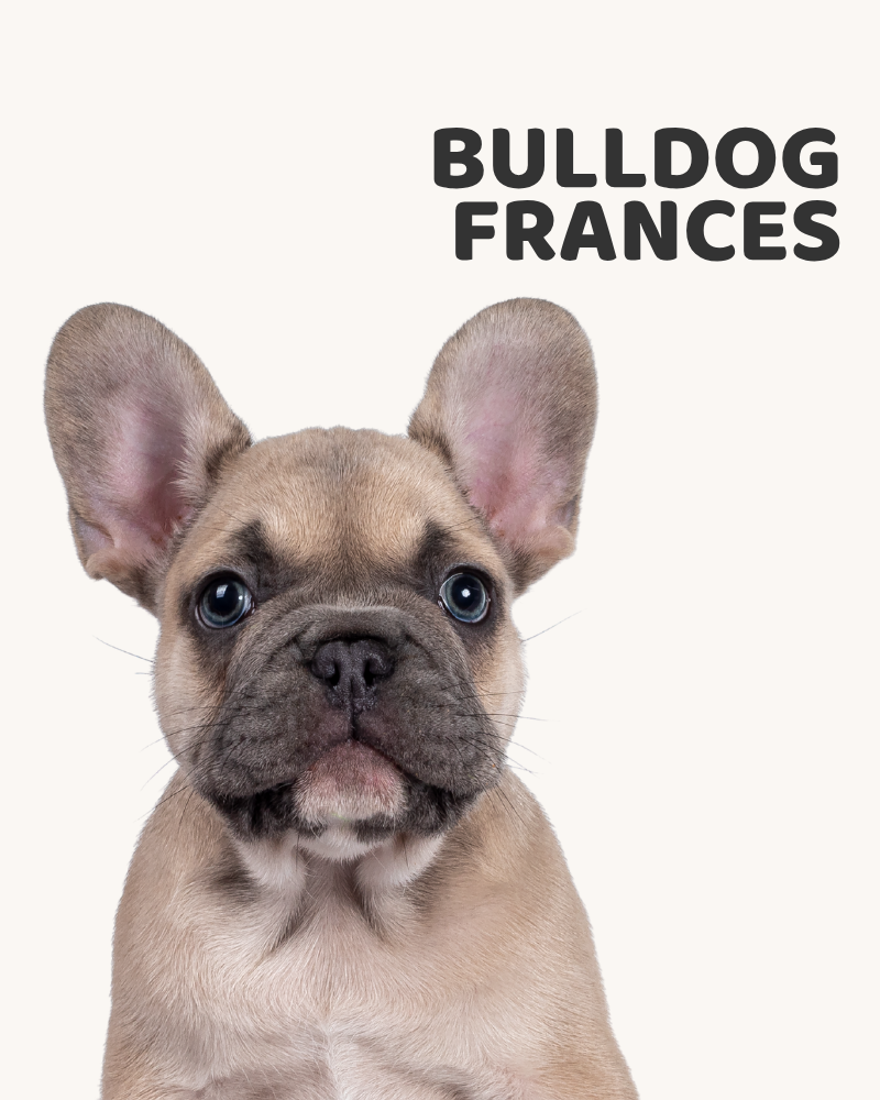 Bulldog Francés. Todo por mi Frenchie