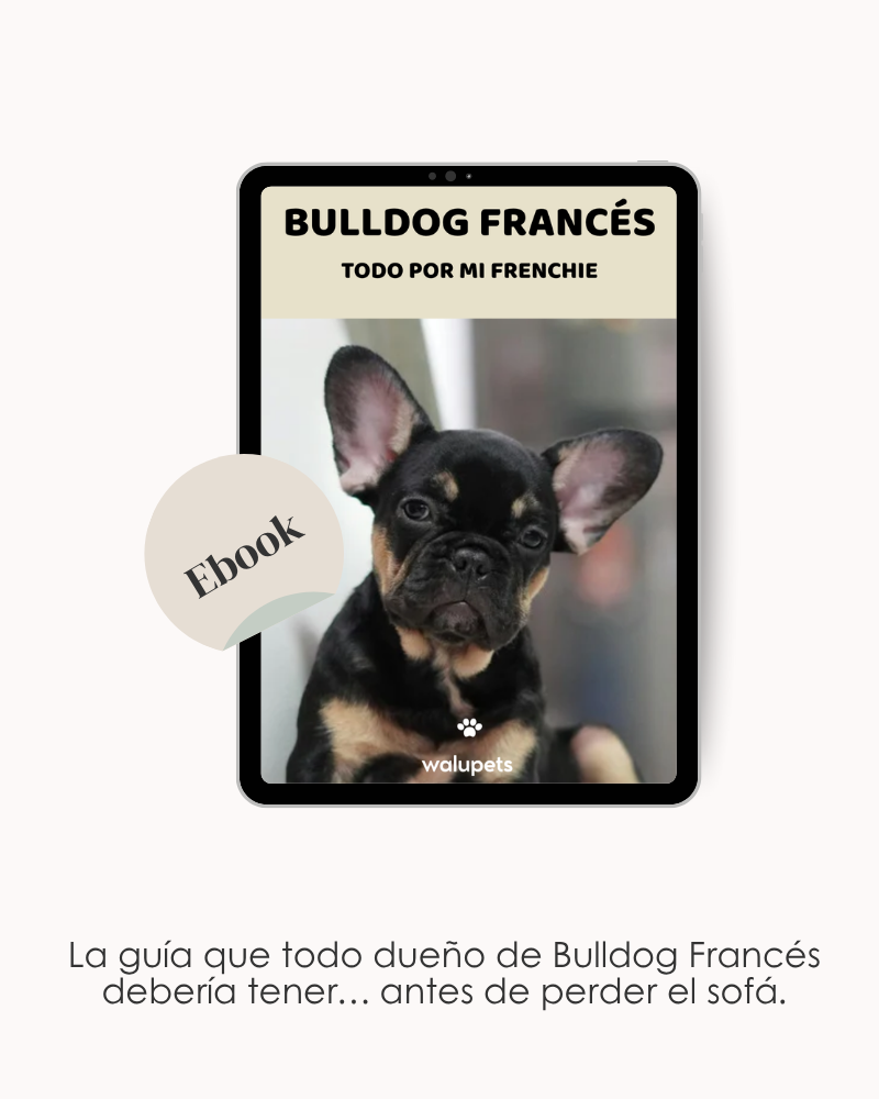 Bulldog Francés. Todo por mi Frenchie