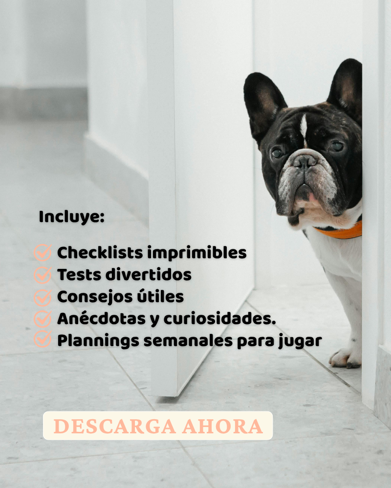 Bulldog Francés. Todo por mi Frenchie