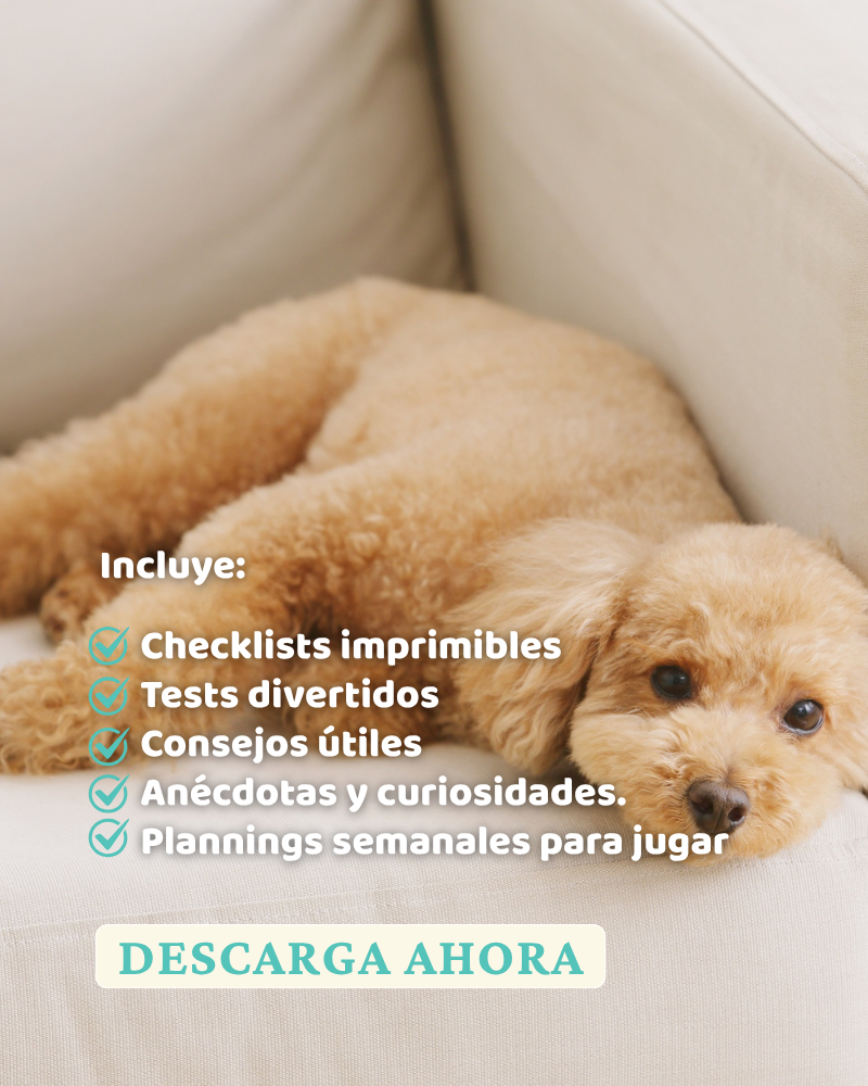 Poodle. Un compañero con estilo