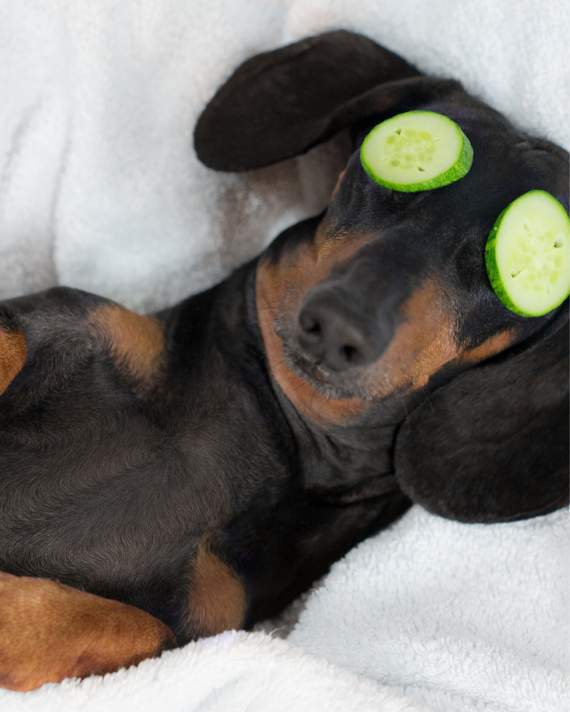 libre de parabenos y siliconas cosmetica para perros