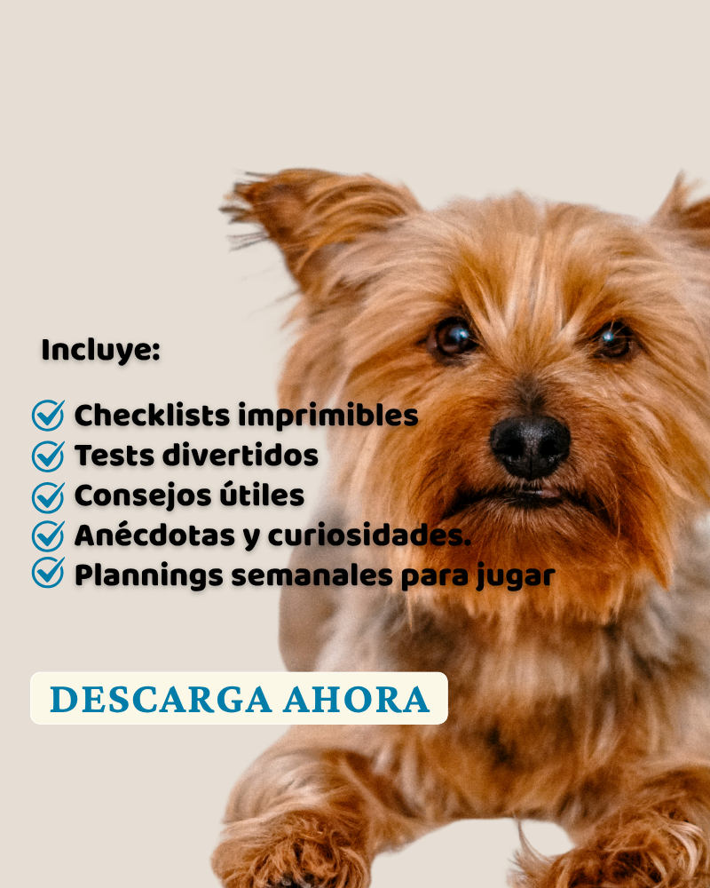 Yorkshire Terrier. Elegancia y Valentía en minialtura
