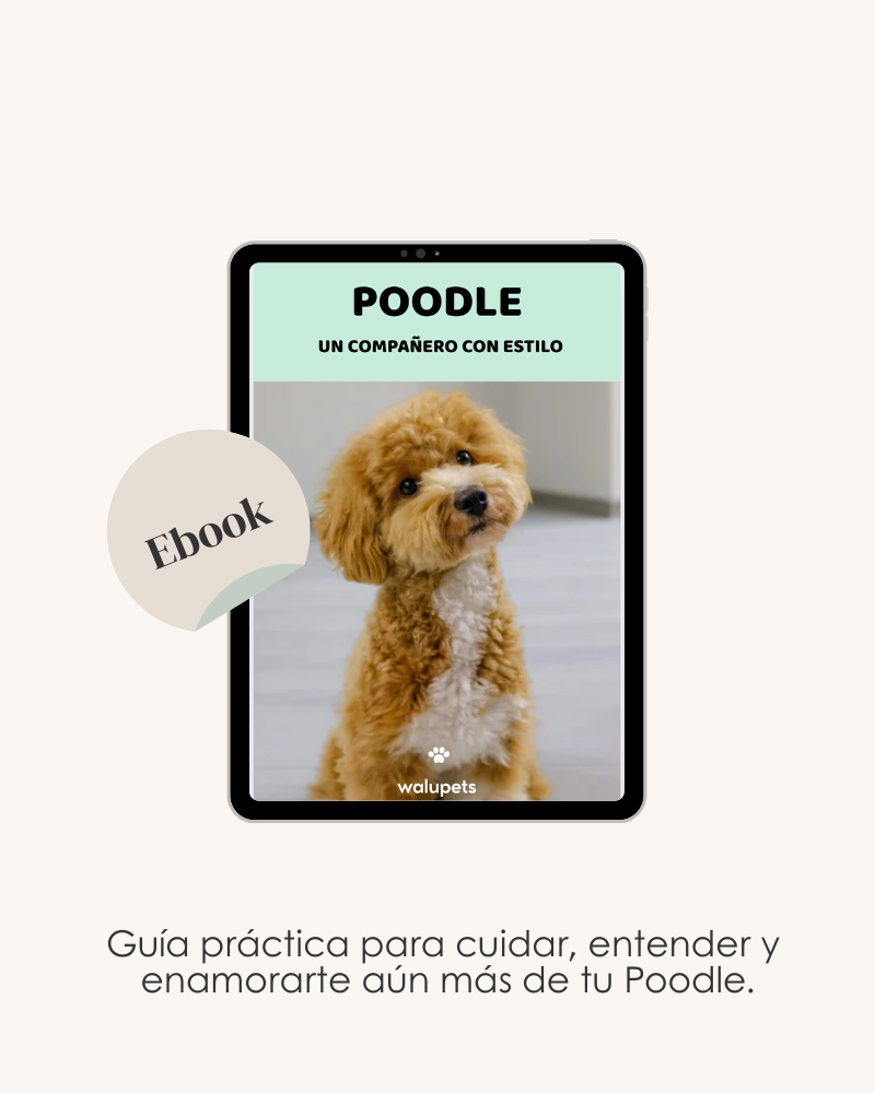 Poodle. Un compañero con estilo