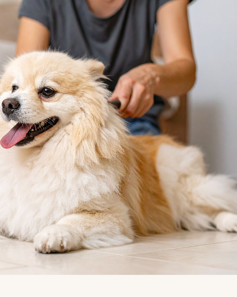 cuidado pelaje mascotas