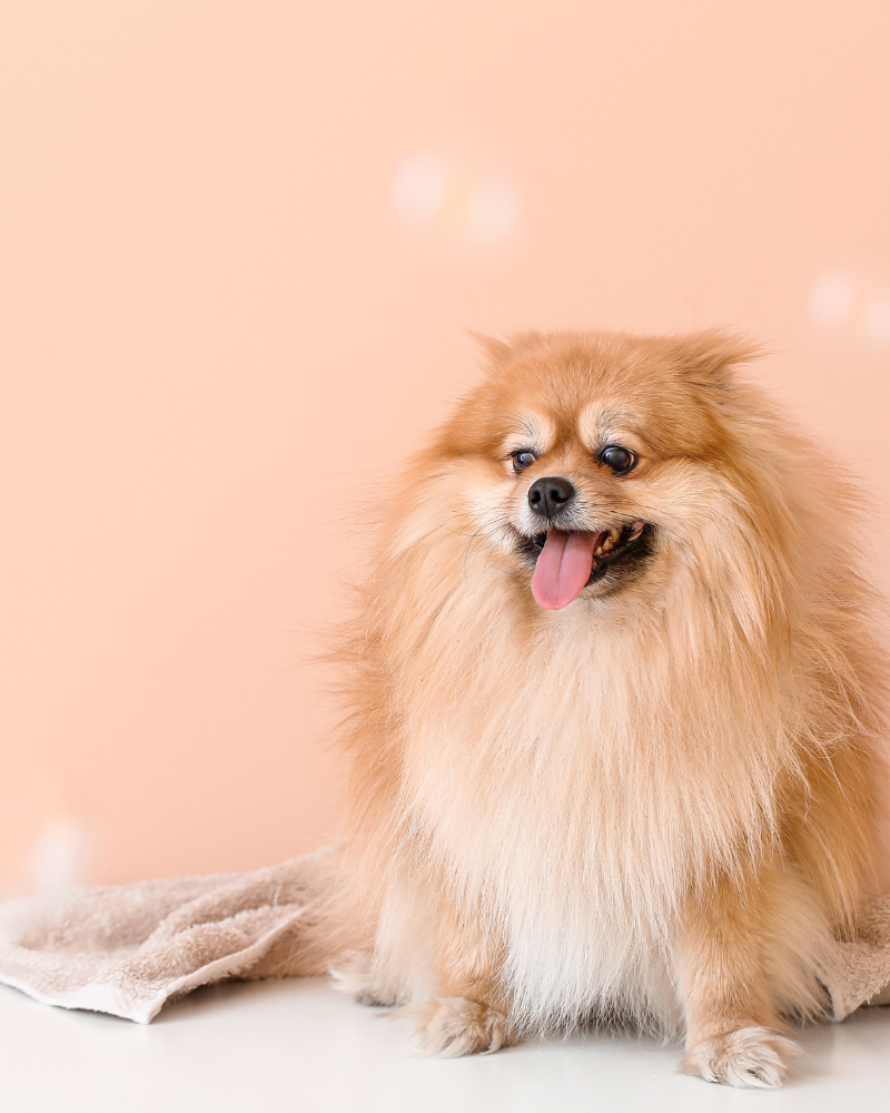 champu suave nutritivo mascotas skincare