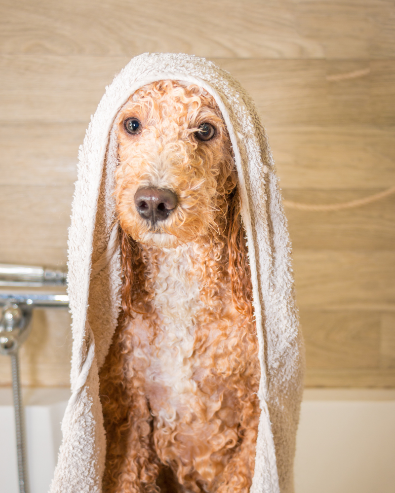 champu suave para pieles sensibles