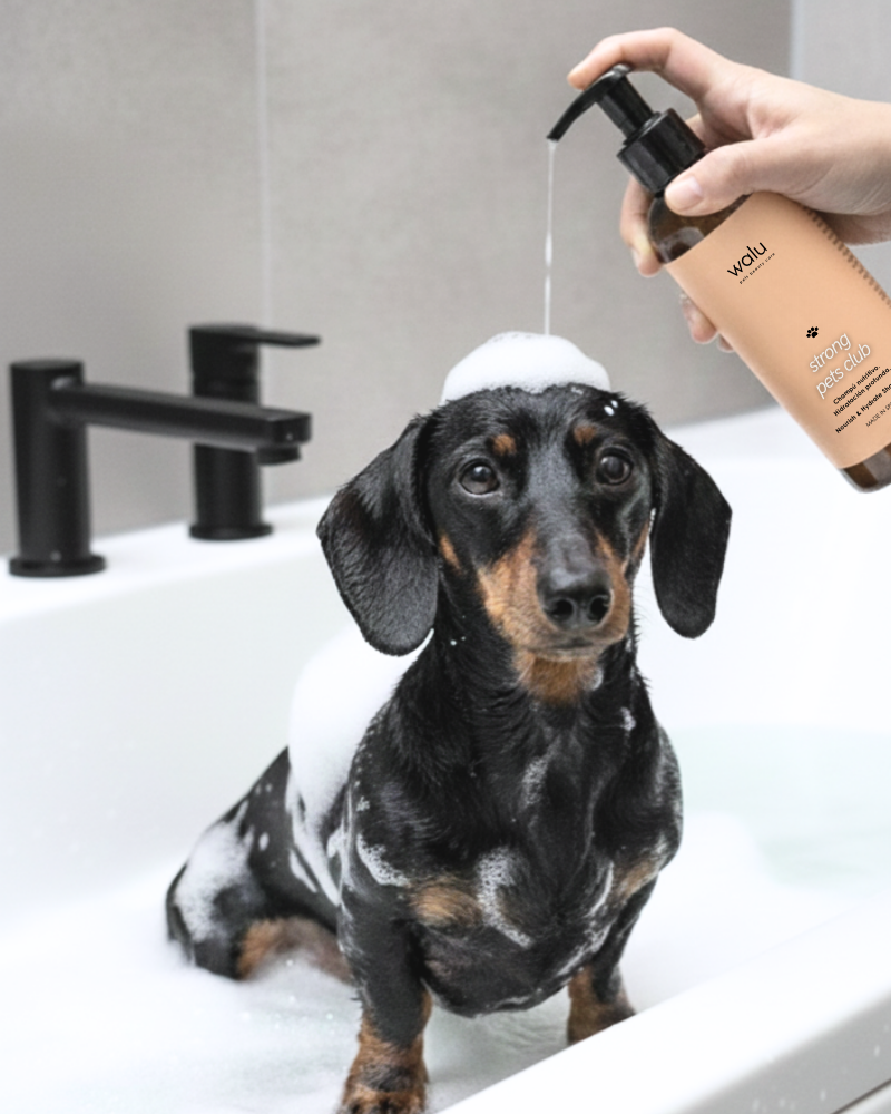 champu vegano para perros