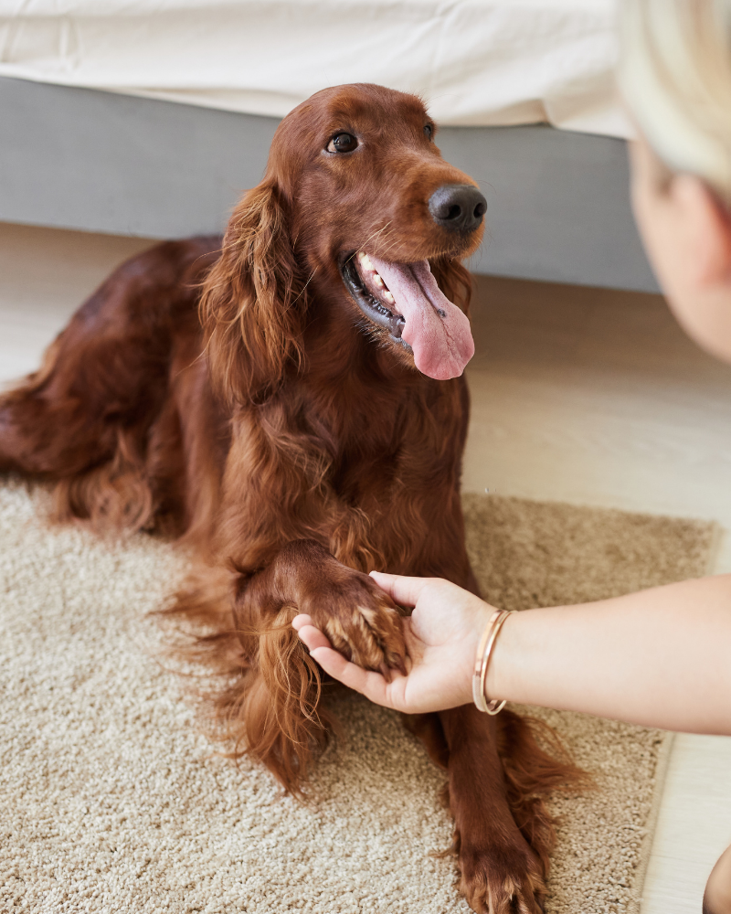 proteccion almohadillas de mascota
