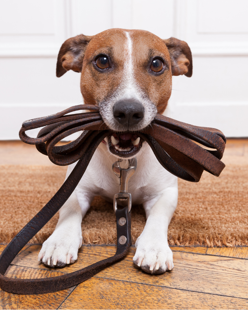 antiparasitos vegano natural perros