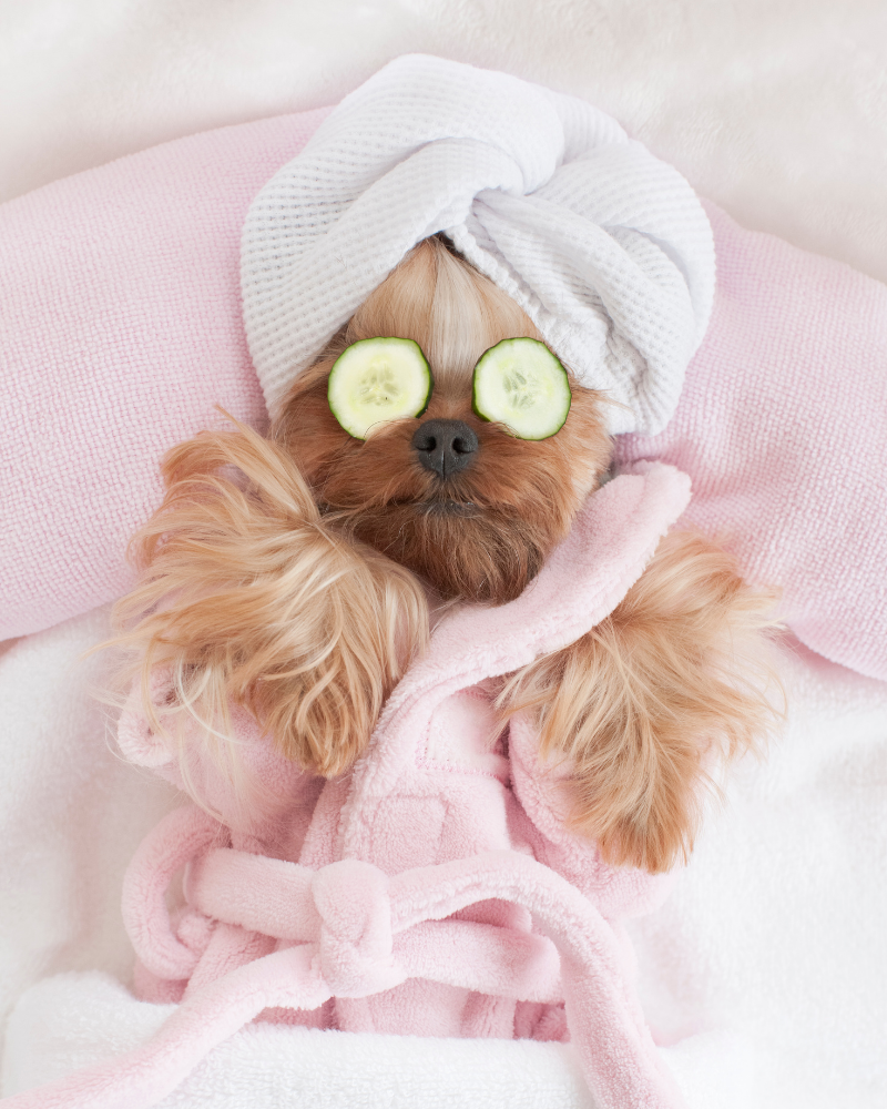 cuidado de la piel de perros