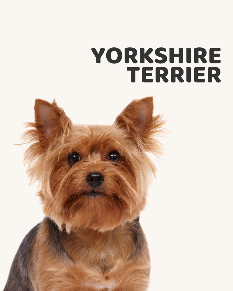 Yorkshire Terrier. Elegancia y Valentía en minialtura